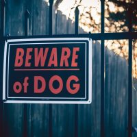 beware-dog-iStock-941051032.jpg