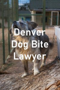 Denver Dog Bite Lawyer