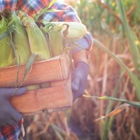Weld County Agriculture Injuries: Amputations, Crush Injuries, and Why ‘Light Duty’ Can Be a Legal Trap Weld County Agriculture Injuries: Amputations, Crush Injuries, and Why ‘Light Duty’ Can Be a Legal Trap